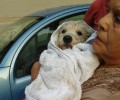 Έσωσαν το σκυλάκι που έπεσε στον ποταμό Κηφισό στο Νέο Φάληρο Αττικής